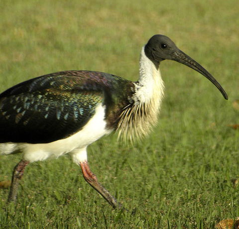 Toowoomba Bicentennial Waterbird Habitat - Accommodation in Brisbane 0
