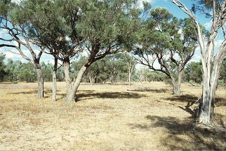 Forest Den National Park - Accommodation in Brisbane 0