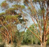 Myall Park Botanic Garden - Accommodation in Brisbane