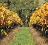 Wild Dog Winery  Restaurant - Accommodation in Brisbane