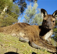 Ballarat Wildlife Park - Accommodation in Brisbane