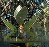 Jawbone Marine Sanctuary - Accommodation in Brisbane