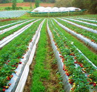 Kookaberry Strawberry Farm - Accommodation in Brisbane