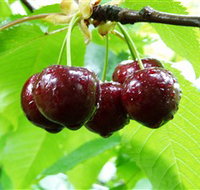 Red Hill Cherry Farm - Accommodation in Brisbane