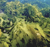 Barwon Bluff Marine Sanctuary - Accommodation in Brisbane