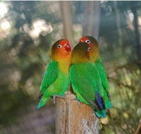 Ballarat Bird World - Accommodation in Brisbane