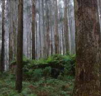 Kinglake National Park - Accommodation in Brisbane