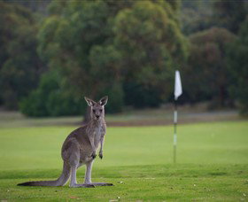 Anglesea Golf Club - Accommodation in Brisbane 0