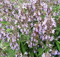 Otway Herbs - Accommodation in Brisbane