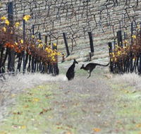 Blue Pyrenees Estate - Accommodation in Brisbane