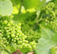 Waratah Hills Vineyard - Accommodation in Brisbane