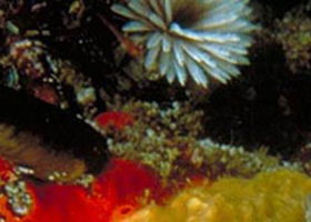 Point Cooke Marine Sanctuary - Accommodation in Brisbane 0