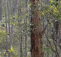 Heathcote-Graytown National Park - Accommodation in Brisbane