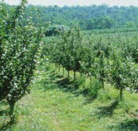Pettys Orchard - Accommodation in Brisbane