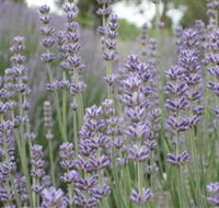 Warratina Lavender Farm - Accommodation in Brisbane