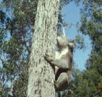 Creswick Regional Park - Accommodation in Brisbane