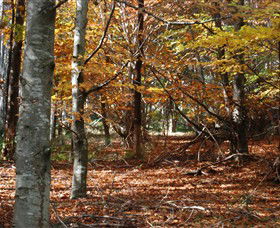 RJ Hamer Arboretum - Accommodation in Brisbane 0
