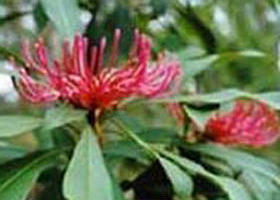 Alfred National Park - Accommodation in Brisbane 0
