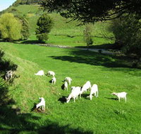 Goats of Gaia Soap - Accommodation in Brisbane