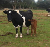 Animal Land Children's Farm - Accommodation in Brisbane