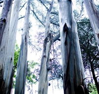 Dandenong Ranges National Park - Accommodation in Brisbane