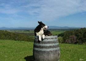 Windy Ridge Vineyard And Winery - Accommodation in Brisbane 0