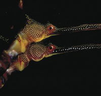 Eagle Rock Marine Sanctuary - Accommodation in Brisbane