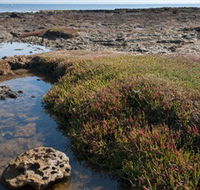 Ricketts Point Marine Sanctuary - Accommodation in Brisbane