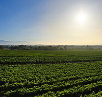 GREENSTONE VINEYARDS - Accommodation in Brisbane