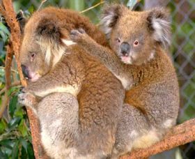 Accommodation in Brisbane