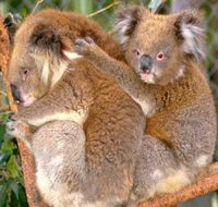 Shoalhaven Zoo - Accommodation in Brisbane