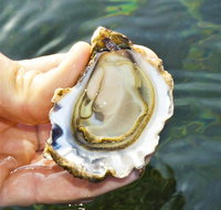 The Oyster Pot - Accommodation in Brisbane