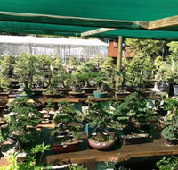 Bonsai at the Bay - Accommodation in Brisbane