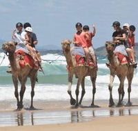 Camel Rides with Coffs Coast Camels - Accommodation in Brisbane