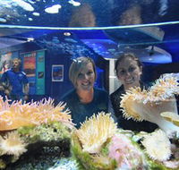 Solitary Islands Aquarium - Accommodation in Brisbane