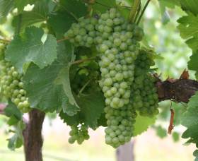 Roses Vineyard At Innes View - Accommodation in Brisbane 4