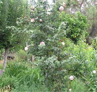 Tombstone Estate Vineyard - Accommodation in Brisbane