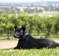 Moothi Estate Vineyard and Cellar Door - Accommodation in Brisbane