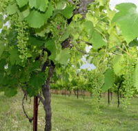 Holland Wines - Accommodation in Brisbane