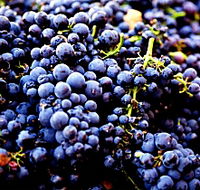 Nandroya Vineyard - Accommodation in Brisbane