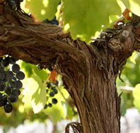 Blackjack Vineyards