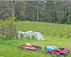 Peveril Vineyard/Beechy Berries - Accommodation in Brisbane 1