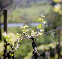 Whistling Eagle Vineyard - Accommodation in Brisbane