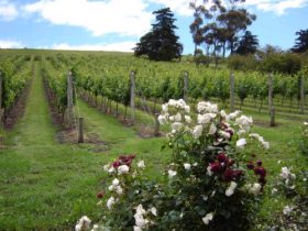 Pembroke Estate Vineyard - Accommodation in Brisbane 0