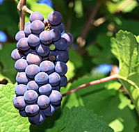 Tinderbox Vineyard - Accommodation in Brisbane