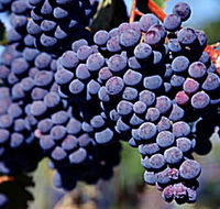 Morningside Vineyard - Accommodation in Brisbane