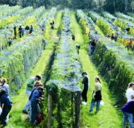 Crosswinds Vineyard - Accommodation in Brisbane