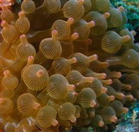 Coral Gardens Dive Site Mooloolaba - Accommodation in Brisbane