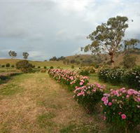 Damasque Rose Oil Farm - Accommodation in Brisbane