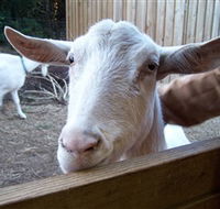 Drysdale Cheeses - Accommodation in Brisbane